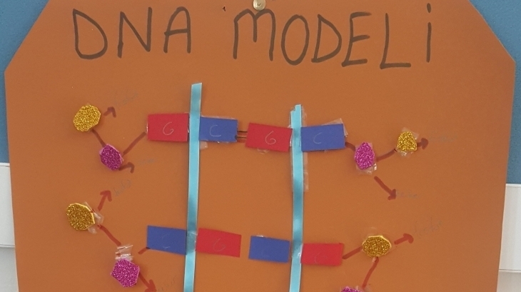 8.Sınıf Ögrencileri DNA Poster Çalışması Yapıyor