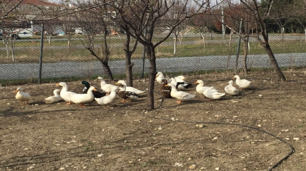 Avcılar Okyanus Koleji 3. Sınıf Öğrencileri Canlıları Öğreniyor